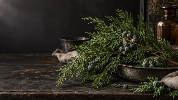 Cedar herb