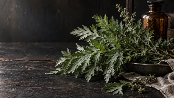 Mugwort herb