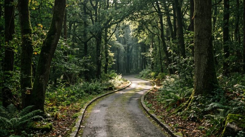 A green path winding through the forest